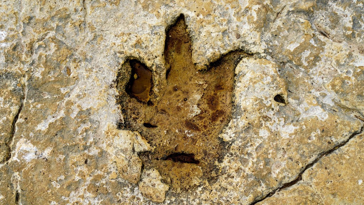 A fossilized dinosaur footprint preserved in rocky ground