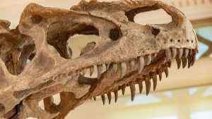 Dinosaur skull fossil with visible teeth in a museum display