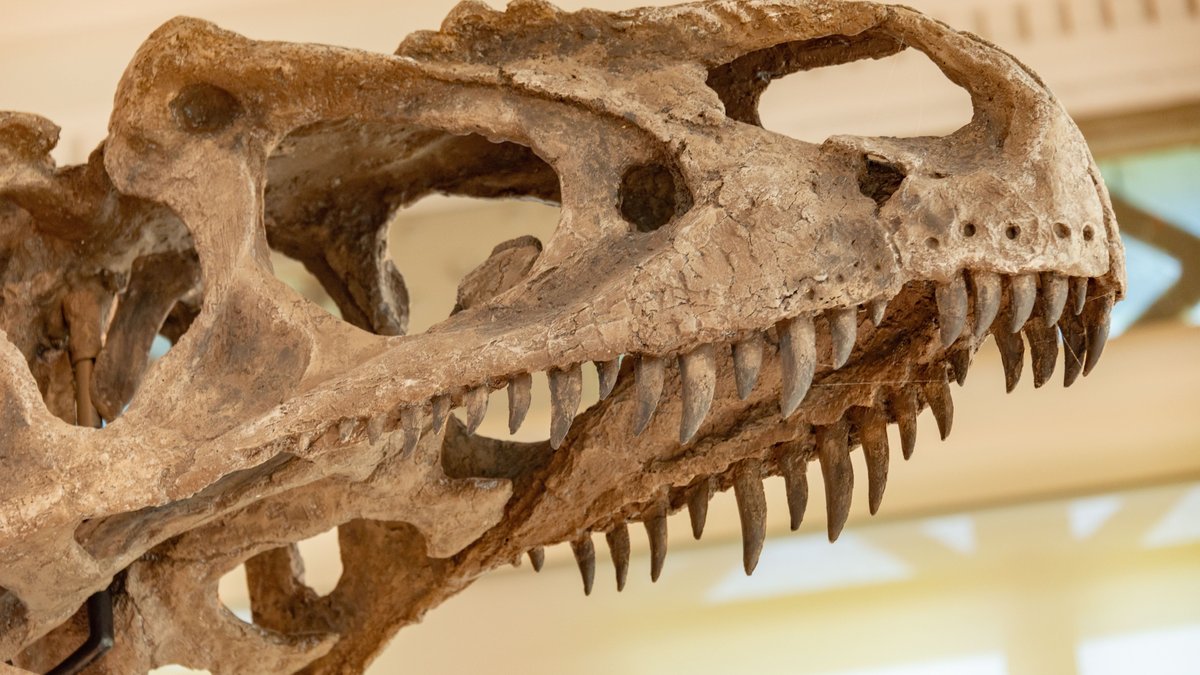 Dinosaur skull fossil with visible teeth in a museum display