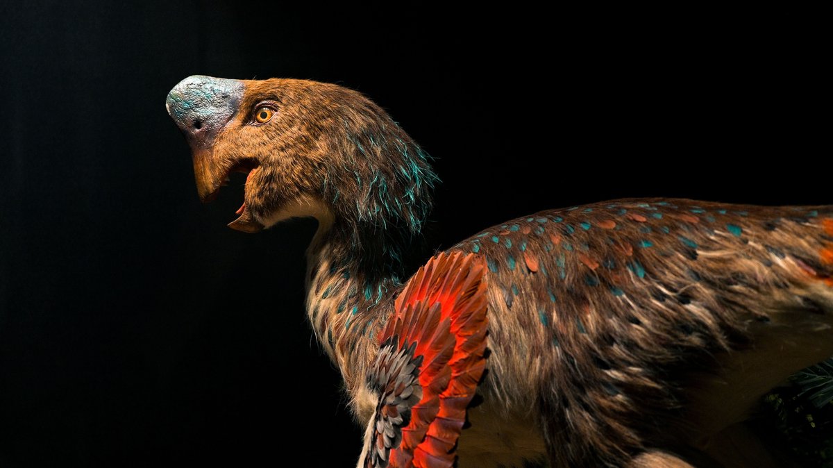 Feathered dinosaur illustration