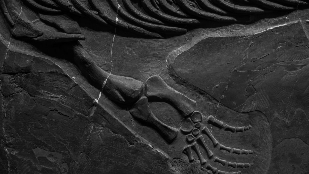 Fossilized bones preserved in rock