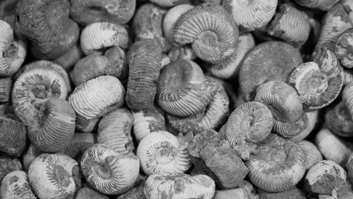 Close-up fossil shell texture representing ancient freshwater mussels