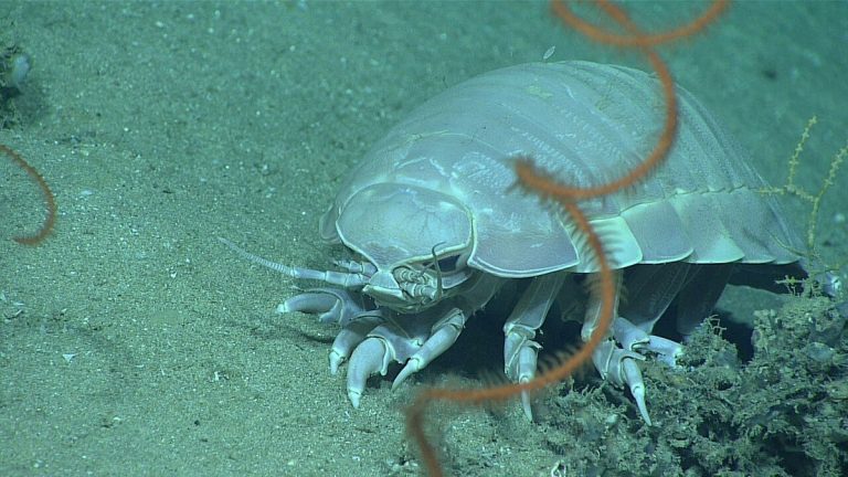 Giant deep-sea isopod Bathynomus giganteus on the seafloor