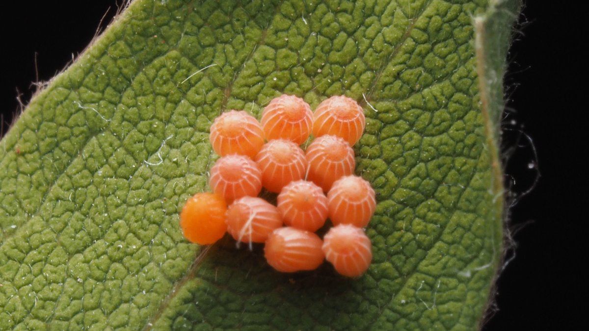 Harvestmen eggs