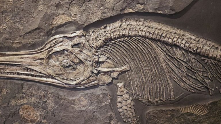 Ichthyosaur fossil embedded in rock