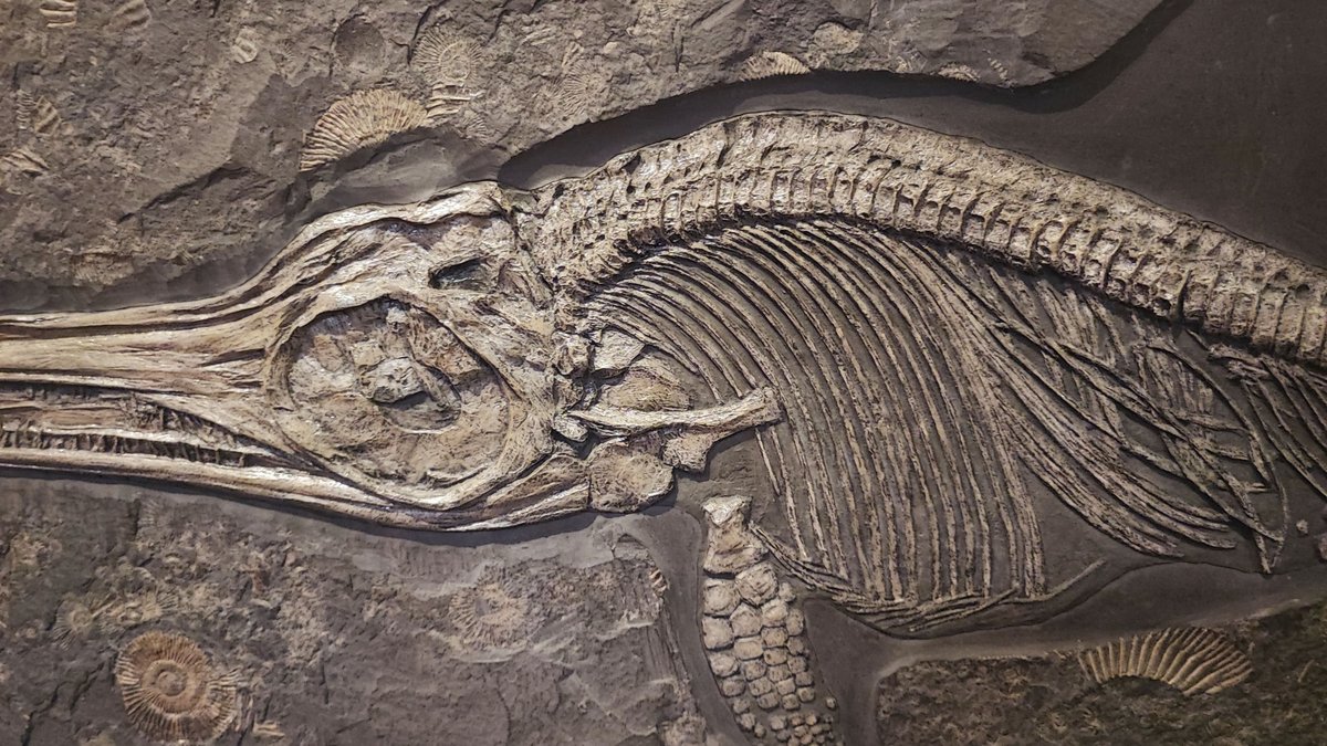 Ichthyosaur fossil embedded in rock