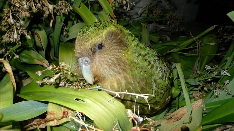 Kakapo parrot Sirocco