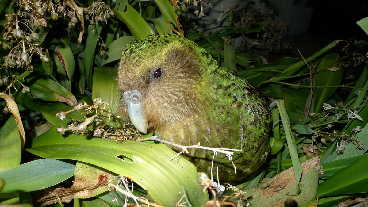 Kakapo parrot Sirocco
