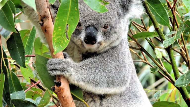 Adorable koala bear clinging to a eucalyptus tree in its natural habitat