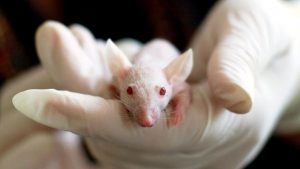 Laboratory mouse research
