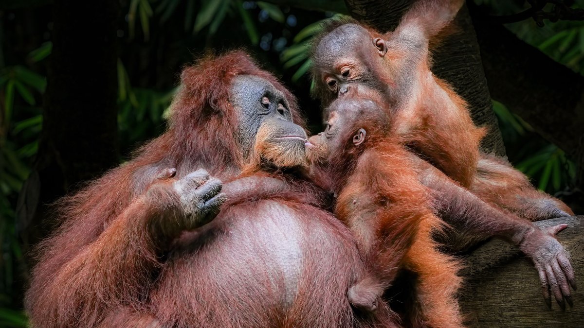 Orangutan rainforest