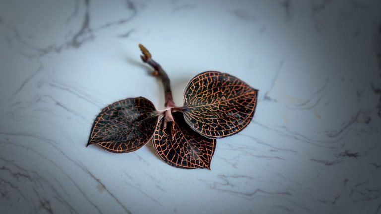 A detailed view of a Jewel Orchid cutting placed on a marble table, showcasing leaf patterns