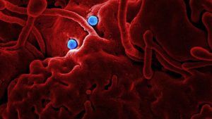 Microscopic virus particles used to illustrate polar giant viruses