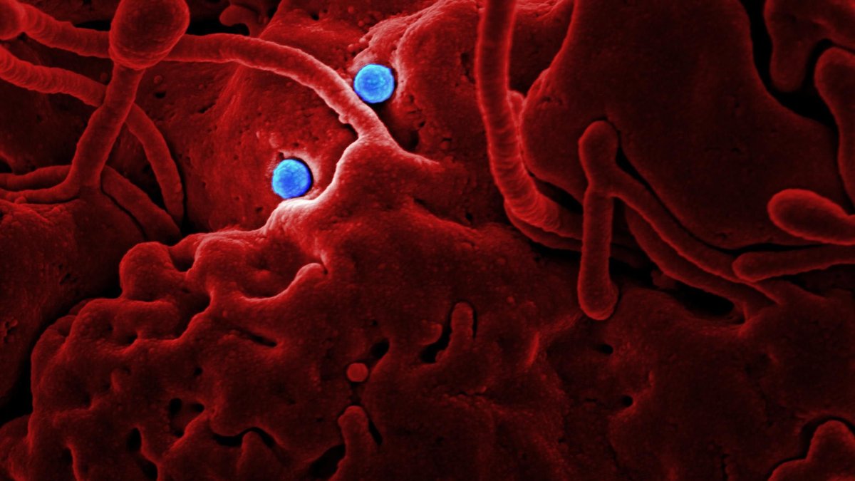 Microscopic virus particles used to illustrate polar giant viruses