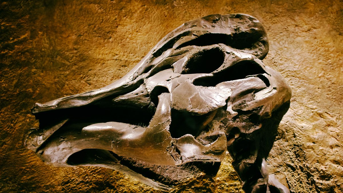 Detailed view of a prehistoric dinosaur skull fossil on a textured rock background