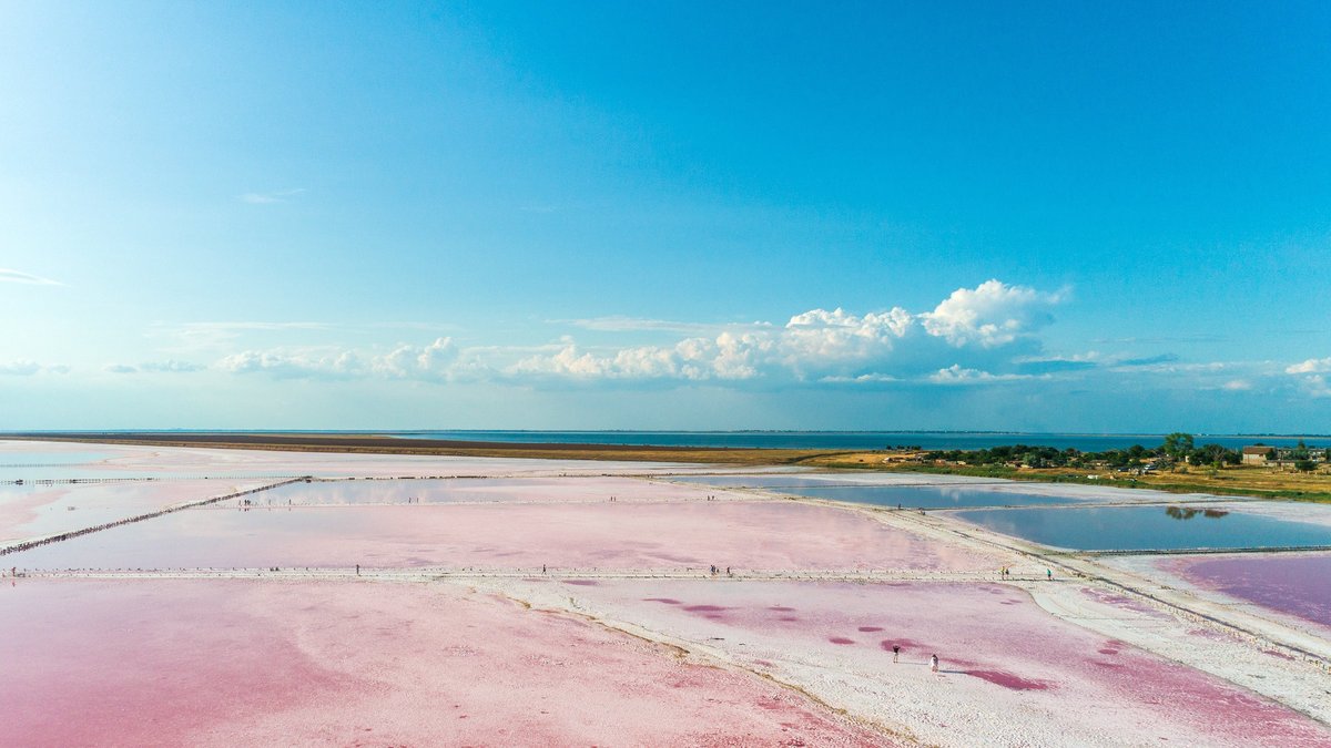 Pink salt lake with wooden trunks