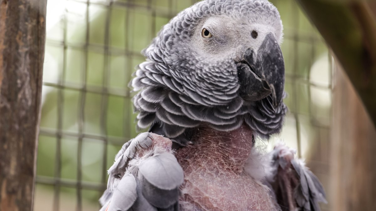 Talking parrot