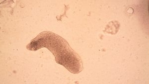 Tardigrade microscope