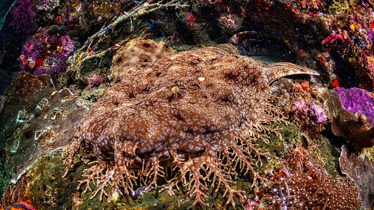 Capture of a tasselled wobbegong shark camouflaged on a coral reef in West Papua, Indonesia