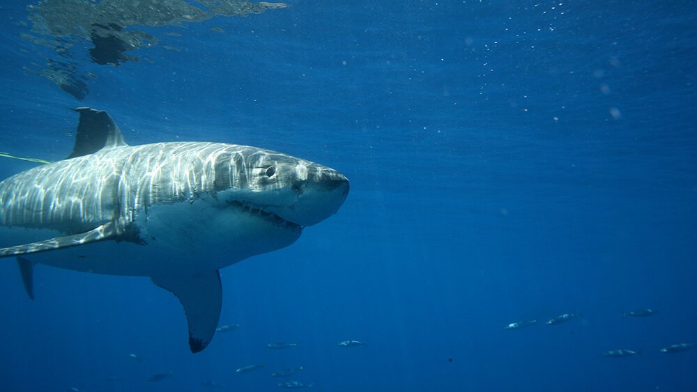 Great white sharks are apex predators, and their presence is beneficial to the ocean ecosystem. They regulate the populations of other animals, including seals, sea lions, and fish, helping to maintain a balanced food web. Photo: NOAA