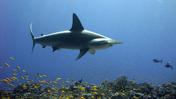 Scalloped hammerhead sharks ( Sphyrna lewini ) play a vital role in maintaining the health of coral reefs around the Pacific Islands. Photo: Kevin Lino/NOAA