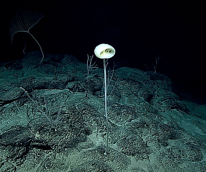 Image of the ET Sponge along the ocean floor of the Pacific Ocean. By Castello-Branco C, Collins AG, Hajdu E. 2020. A collection of hexactinellids (Porifera) from the deep South Atlantic and North Pacific: new genus, new species and new records. PeerJ 8:e9431 https://doi.org/10.7717/peerj.9431 - https://doi.org/10.7717/peerj.9431, CC BY 4.0, Wikimedia Commons .