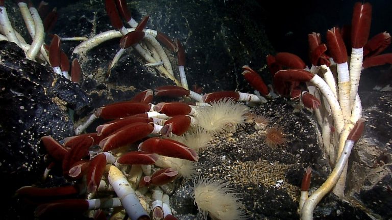 Tubeworms and other animals at a Galapagos Rift hydrothermal vent field