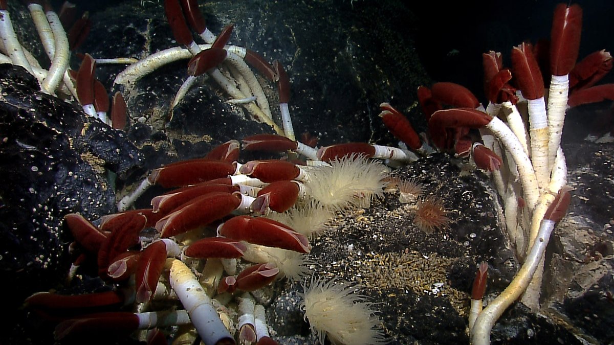 Tubeworms and other animals at a Galapagos Rift hydrothermal vent field