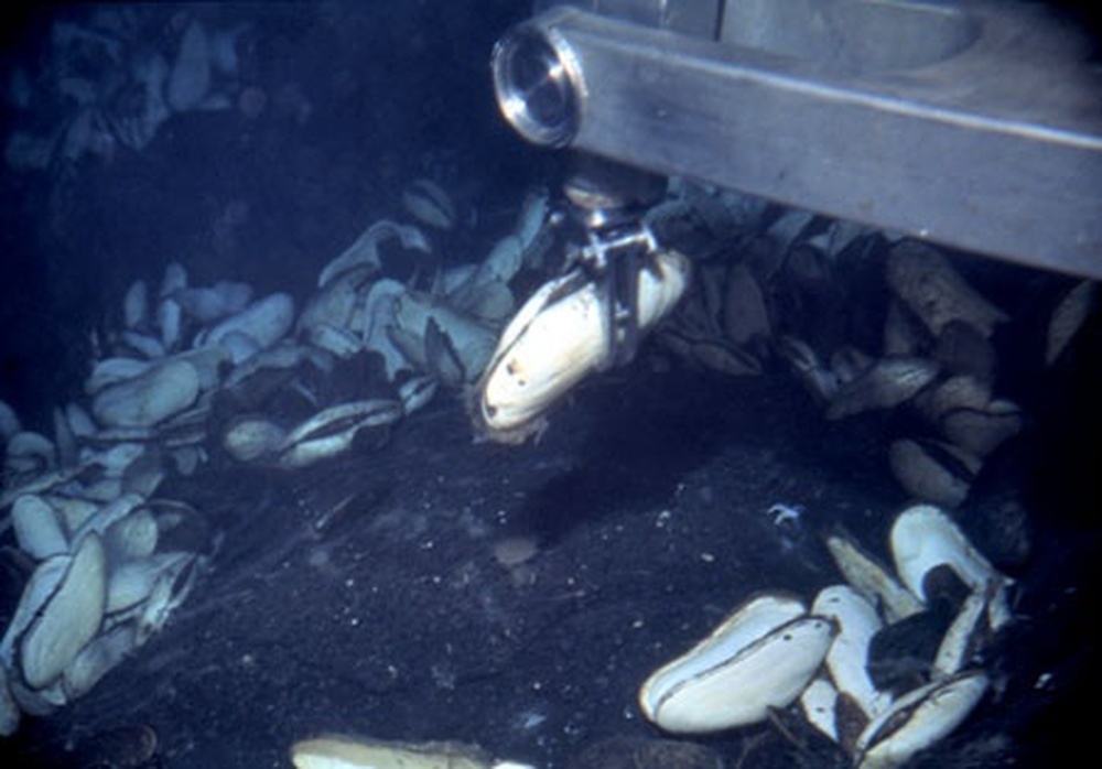 Alvin's manipulator arm collecting a large clam at the Clambake 1 vent site in 1977