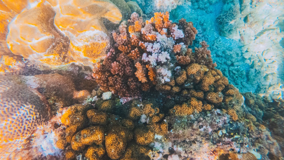 Coral colonies on a reef underwater
