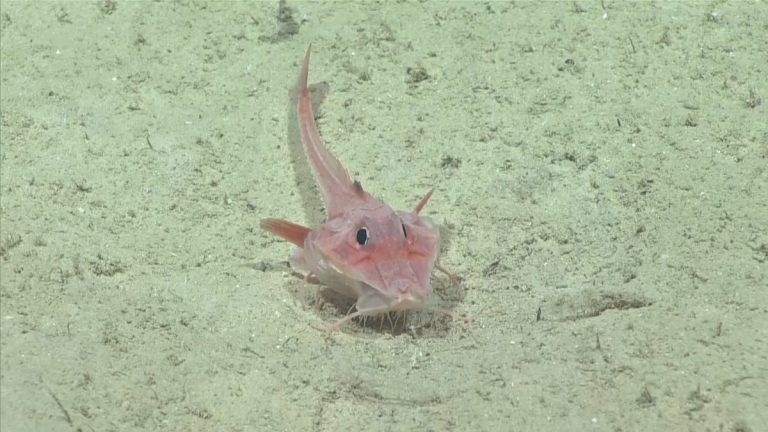Are there aliens in the ocean?