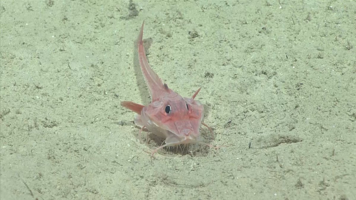 Are there aliens in the ocean?