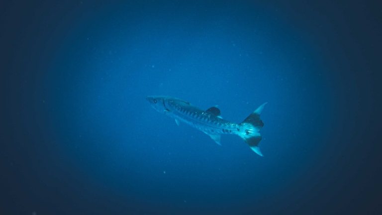 A lone great barracuda swimming gracefully in deep blue ocean water