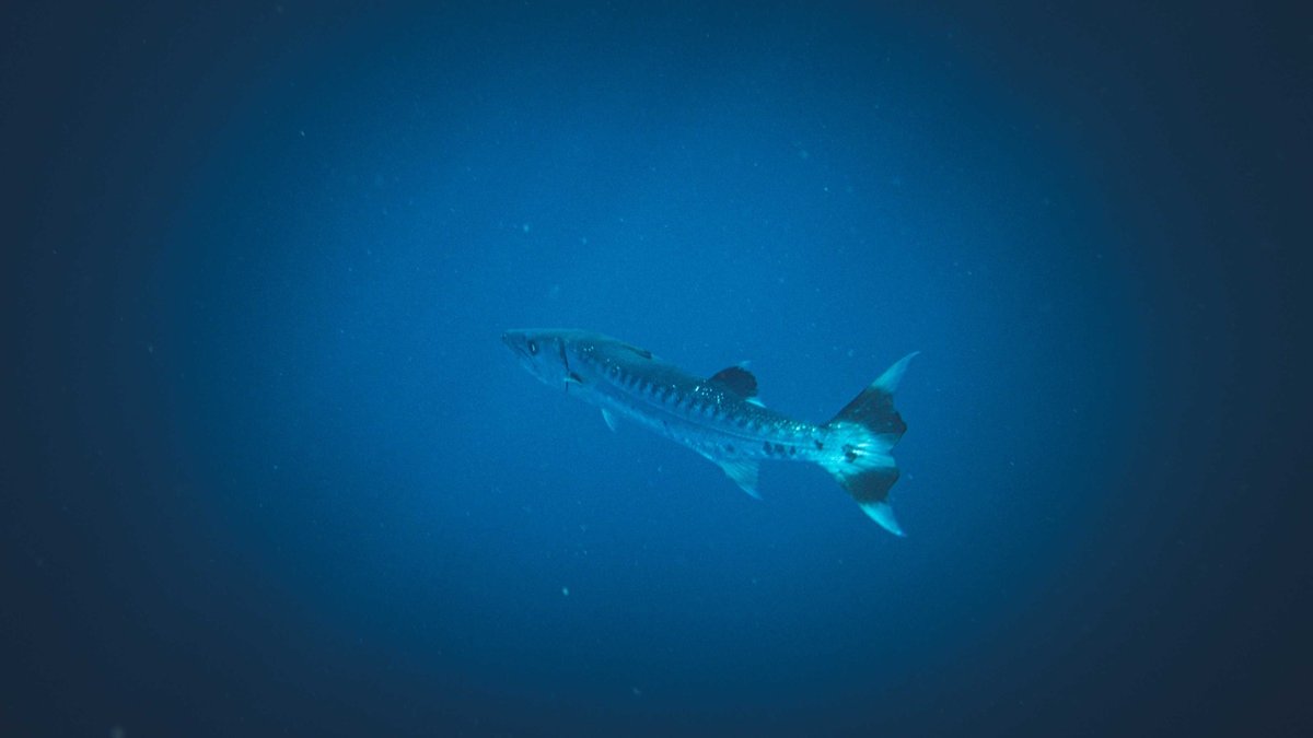 A lone great barracuda swimming gracefully in deep blue ocean water