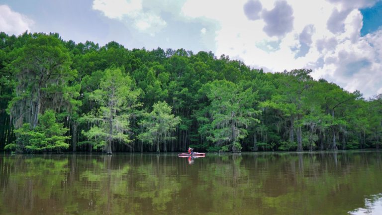 Experience tranquility with lush cypress trees reflecting on Caddo Lake, perfect for paddleboarding enthusiasts