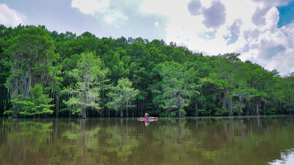 Experience tranquility with lush cypress trees reflecting on Caddo Lake, perfect for paddleboarding enthusiasts