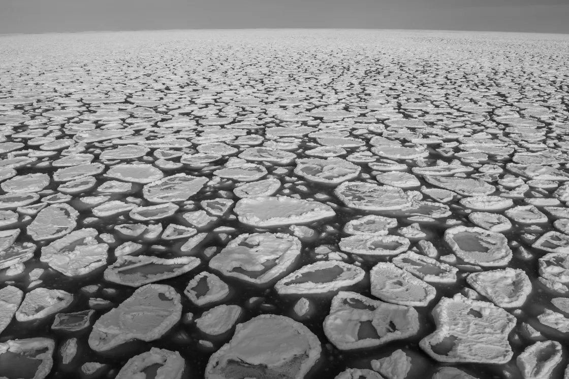 Pancake ice forms in the Arctic Ocean. —