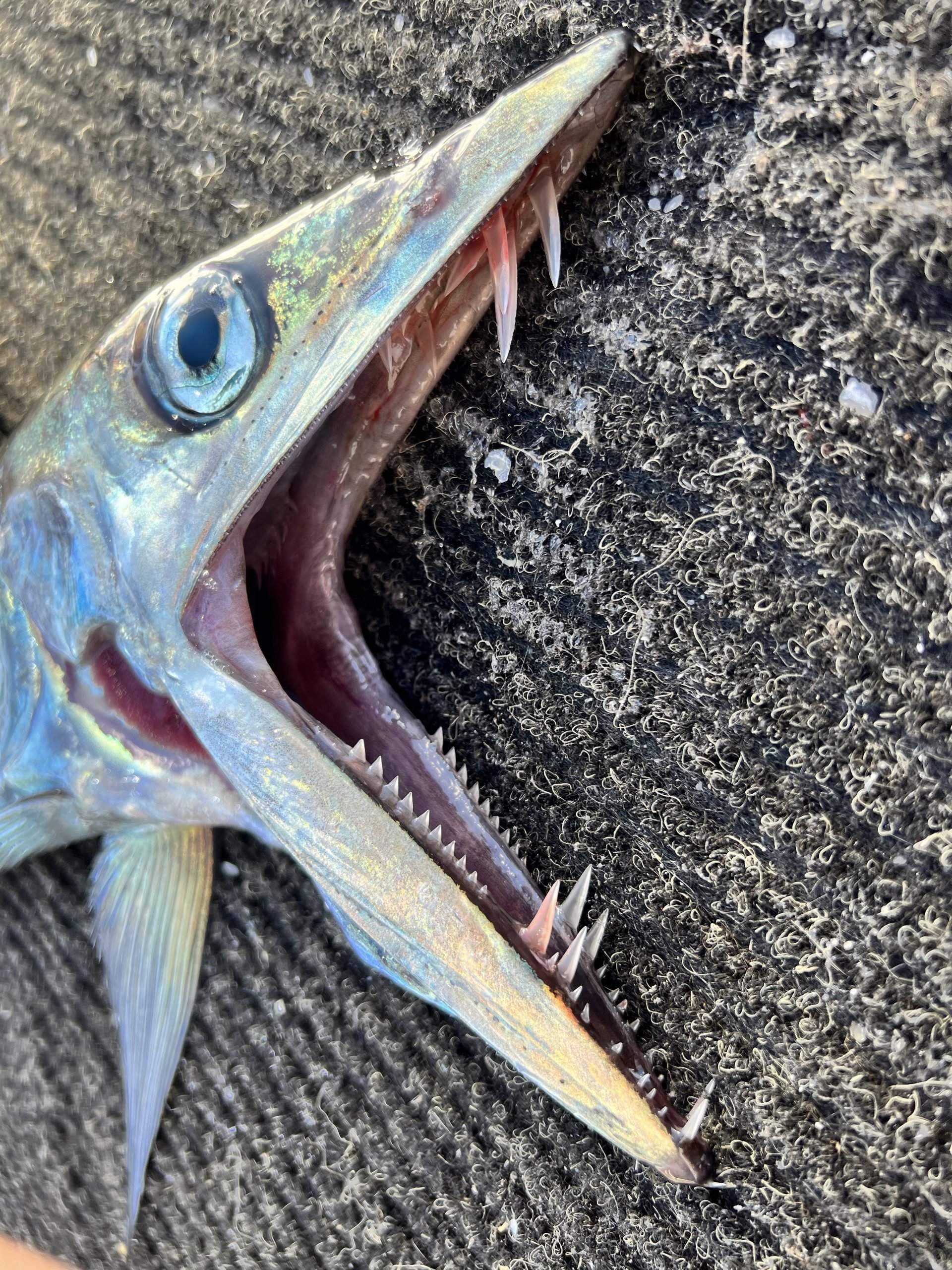 Lancetfish are among the species discarded in staggering numbers, which rarely survive release