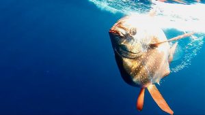 Industrial fishing has been depleting midwater fish for decades