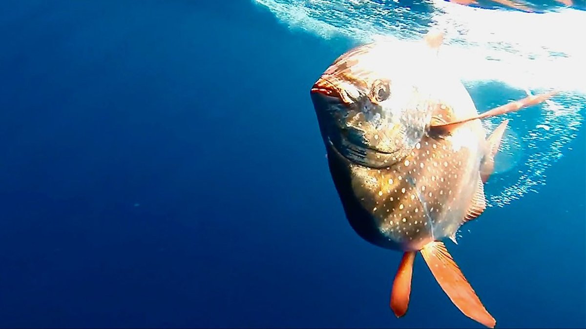 Industrial fishing has been depleting midwater fish for decades