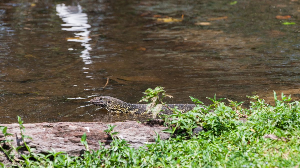 Monitor lizard on Ngamba Island, Lake Victoria, Uganda