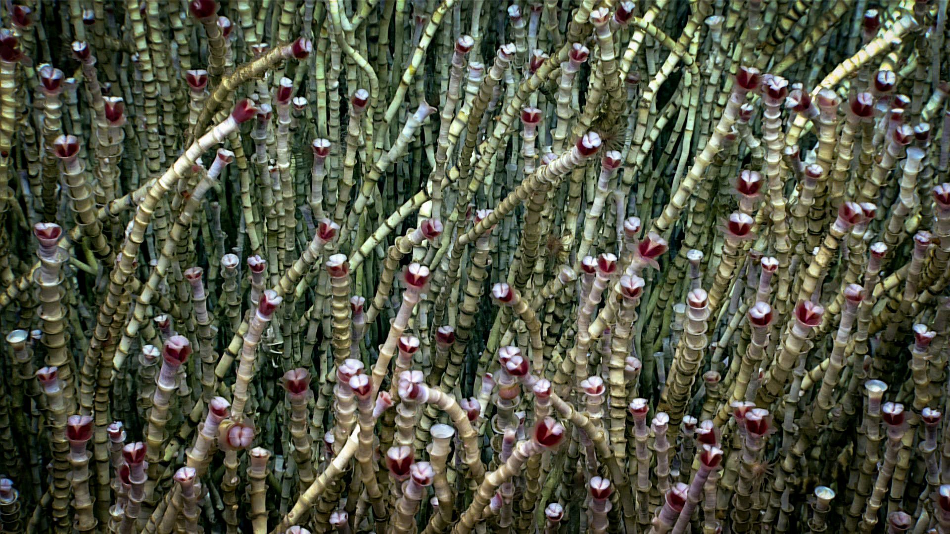 Fields of tubeworms ( Lamellibranchia sp.) dominated Dive 04 of the Seascape Alaska 3 expedition. Given their abundance at the site — a newly discovered cold seep on the Aleutian Arc — a sample was collected to represent the site’s biological context. Image courtesy of NOAA Ocean Exploration, Seascape Alaska. Download largest version (jpg, 1.7 MB).
