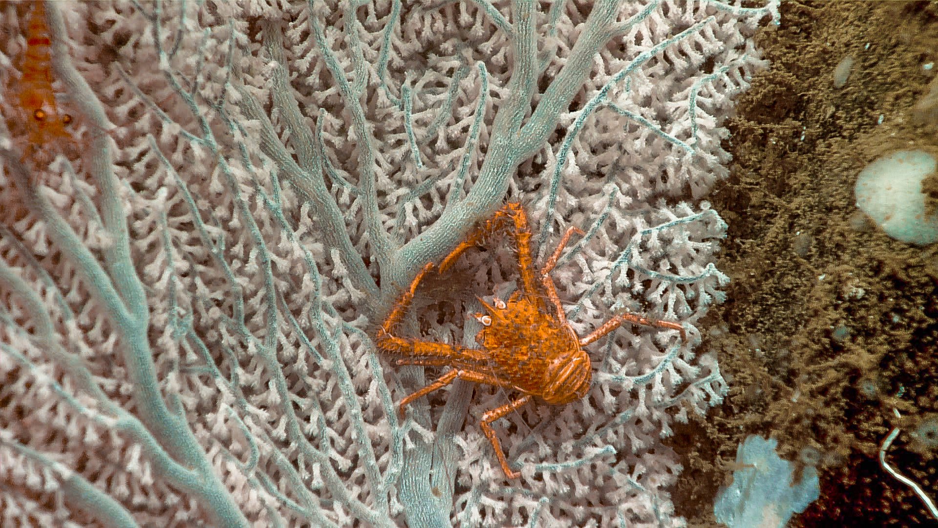 Among the marine species observed and identified during the 2023 Shakedown + EXPRESS West Coast Exploration were this squat lobster ( Munidopsis depressa ), branched tree coral ( Parastenella ramosa ), and shrimp ( Lebbeus sp.), which were seen in Nitinat Canyon (Dive 08). Image courtesy of 2023 Shakedown + EXPRESS West Coast Exploration. Download largest version (jpg, 2.4 MB).