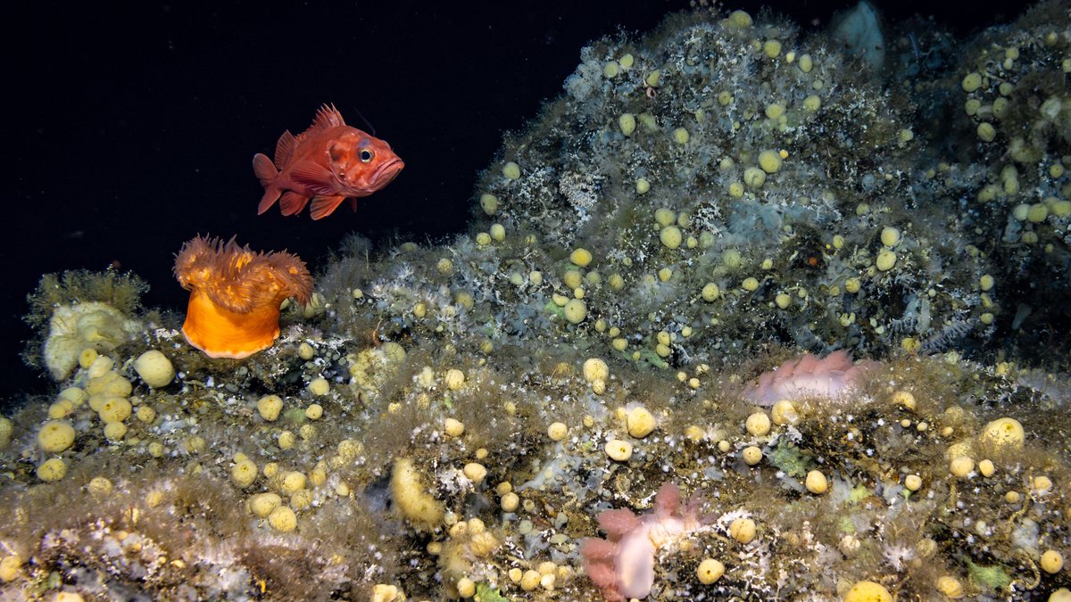 Video captured during NOAA Ocean Exploration’s remotely operated vehicle dives provides a glimpse into life in the deep sea. Annotations help us better understand that life. In this screenshot from a dive on Surveyor Seamount during the Seascape Alaska 5 expedition (Dive 05), annotators identified a variety of marine life, including a red rockfish ( Sebastes melanostictus ), two pink nudibranchs ( Dendronotus sp.), an anemone ( Actinostola sp.), some rare unknown demosponges, and more. Image courtesy of NOAA Ocean Exploration, Seascape Alaska. Download largest version (jpg, 7.6 MB) .