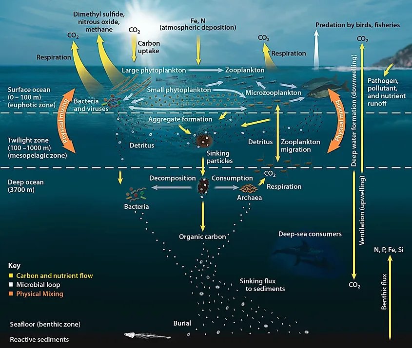 The Biological Pump showing how the marine pelagic food web is responsible for circulating carbon in the ocean. Image