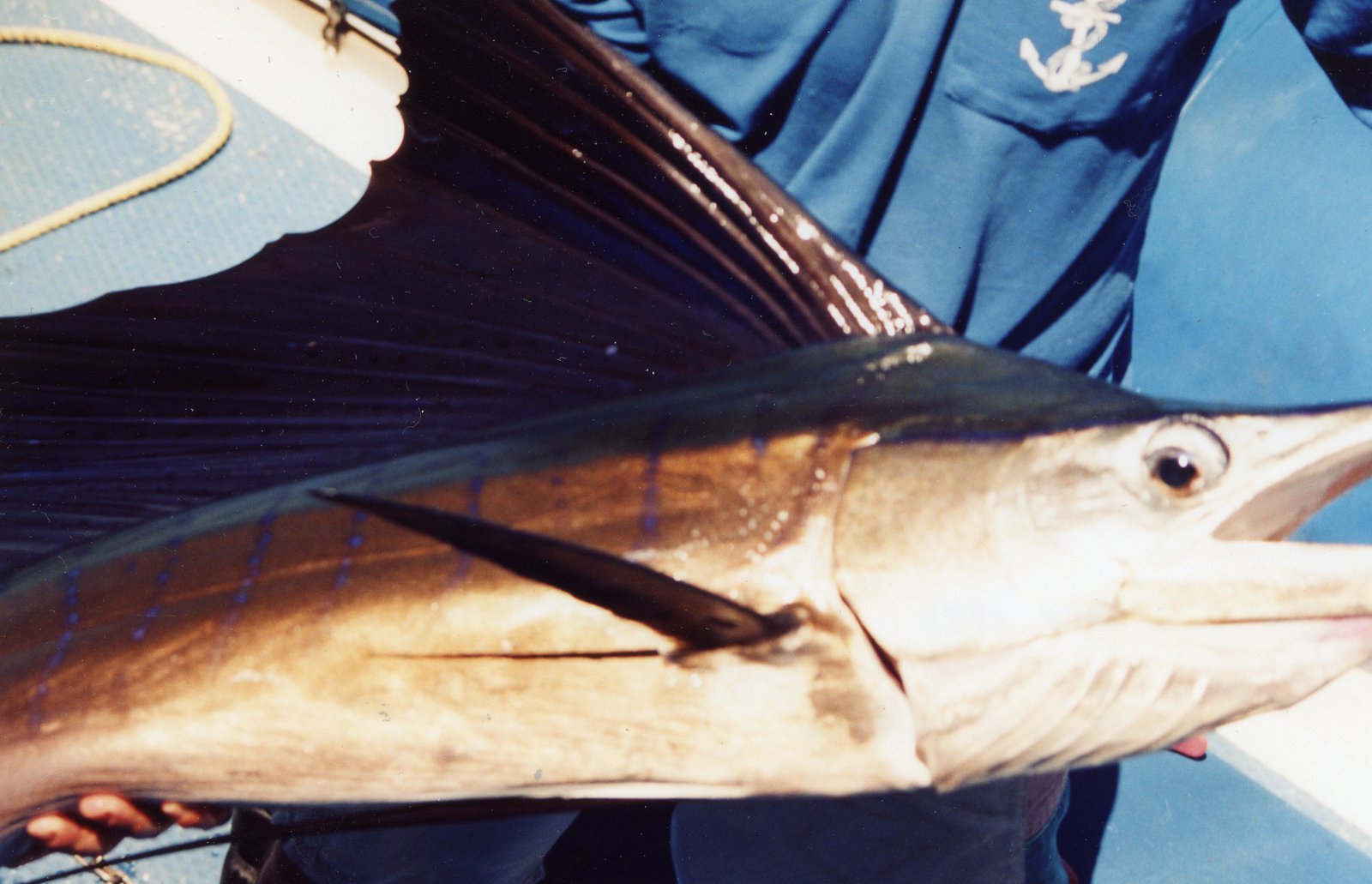Toggle Caption A 30 kg Indo-Pacific Sailfish caught at a depth of 31 m, Lacepede Islands, Western Australia, November 1999. The body length of the fish was about 2 m. Note the blue banding on the body. Photo © B. Harvey. Image: B. Harvey © B. Harvey