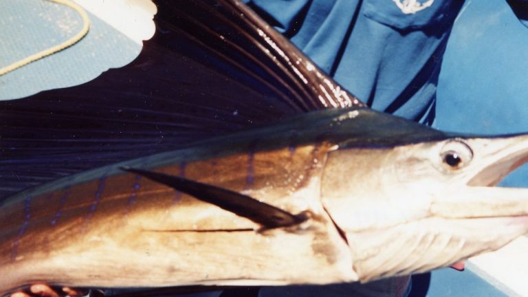 What is the fastest fish in the ocean?