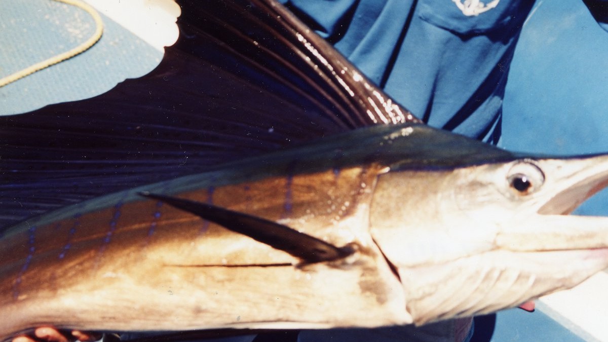 What is the fastest fish in the ocean?