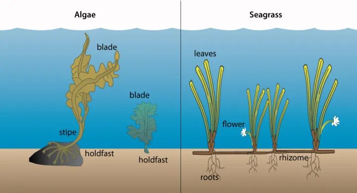 Algae or "seaweeds" (left) differ from seagrasses (right) in several ways. Algae on the seafloor have a holdfast and transport nutrients through the body by diffusion, while seagrasses are flowering vascular plants with roots and an internal transport system. (Courtesy of the Integration and Application Network (ian.umces.edu), University of Maryland Center for Environmental Science )