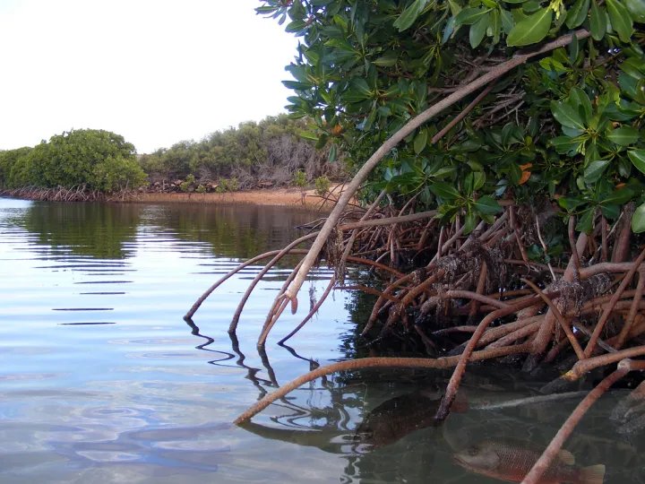 Atmospheric carbon is captured by coastal mangroves, seagrasses and salt marshes at a rate five times faster than tropical forests. (Flickr user Bill & Mark Bell)